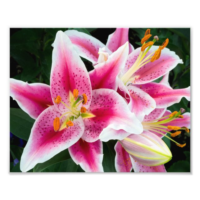 Oriental Lily Closeup in Full Bloom Photo Print (Front)