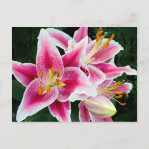 Oriental Lily Closeup in Full Bloom Postcard
