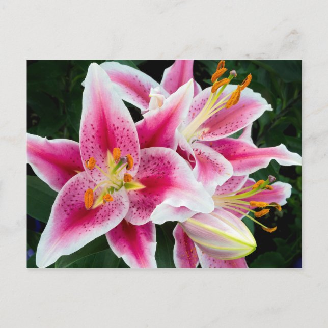 Oriental Lily Closeup in Full Bloom Postcard (Front)