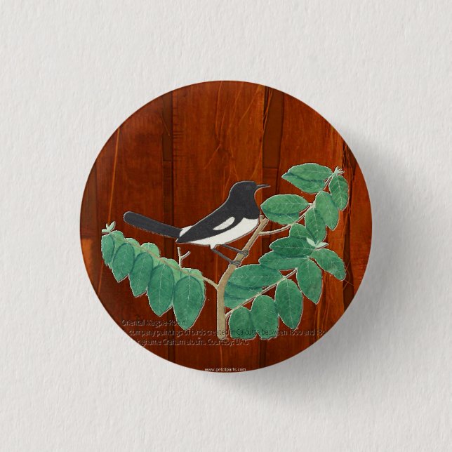 Oriental Magpie-Robin 1 Inch Round Button (Front)
