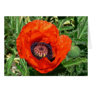 Oriental Poppy