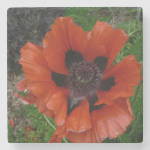 Oriental poppy    beverage coaster