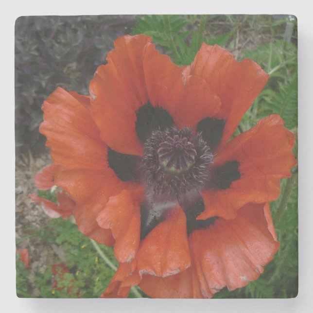 Oriental poppy    beverage coaster (Front)