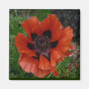 Oriental poppy      magnet