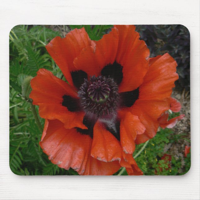 Oriental poppy      mouse pad (Front)