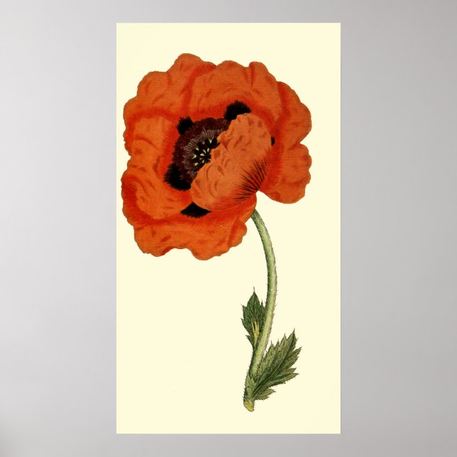 Oriental  Poppy Poster (Front)