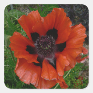 Oriental poppy      square sticker