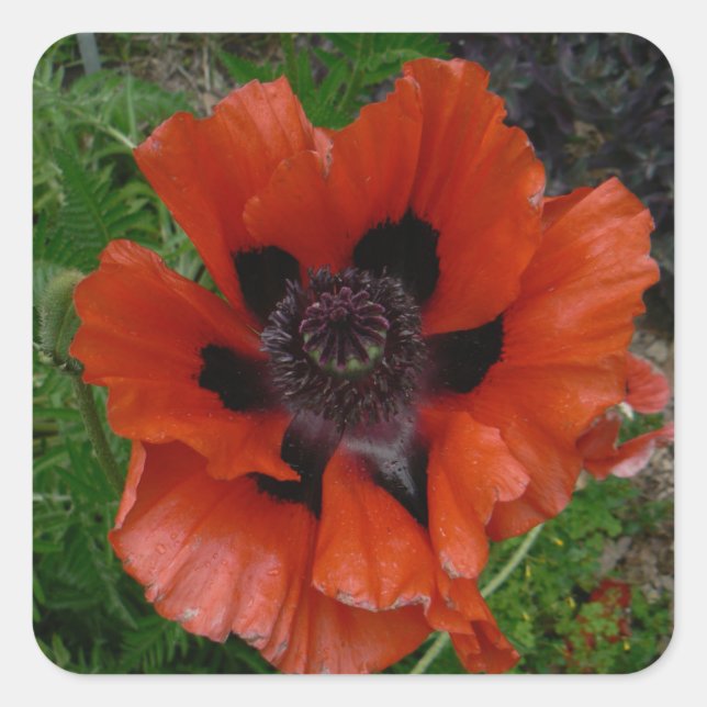 Oriental poppy      square sticker (Front)