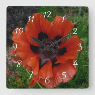 Oriental poppy square wall clock