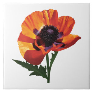 Oriental Poppy Tile