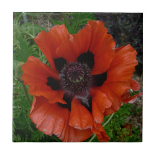 Oriental poppy tile
