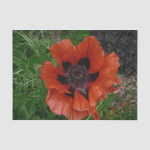 Oriental poppy tissue paper
