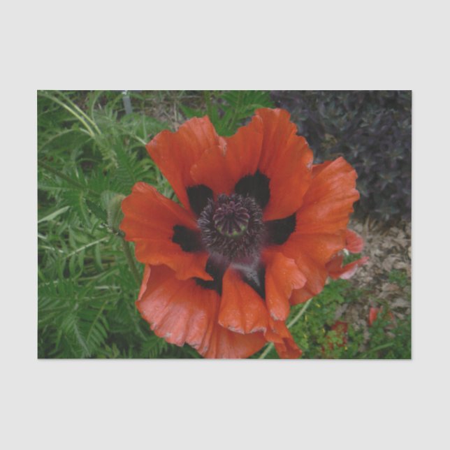Oriental poppy        tissue paper (Front)