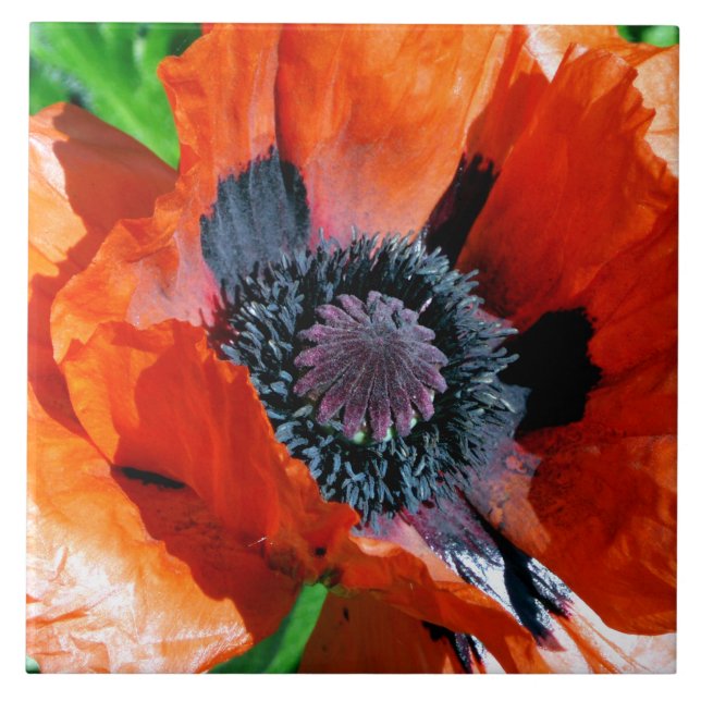 Oriental Red Poppy decorative tile (Front)