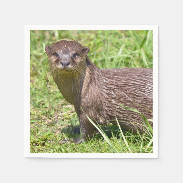 Oriental Small-clawed Otter in grass Napkin (Front)