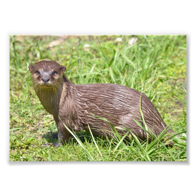 Oriental Small-clawed Otter in grass Photo Print (Front)