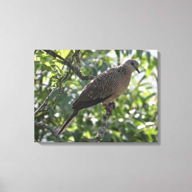 Oriental Turtle Dove on an Apricot Tree Photograph Canvas Print (Front)