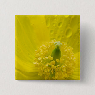 Oriental Yellow Poppy 2 Inch Square Button