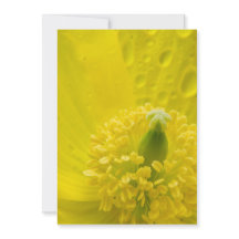 Oriental Yellow Poppy