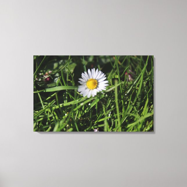 Original Daisy Photograph Canvas Print (Front)