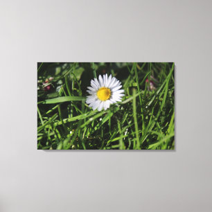 Original Daisy Photograph Canvas Print