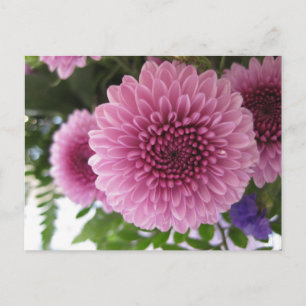 Original Floral Macro Pink Chrysanthemum Photo Postcard