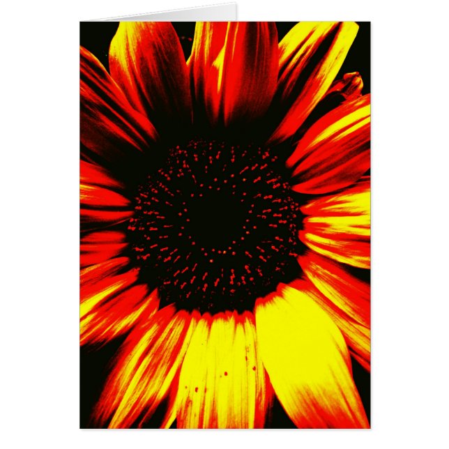 original photographique d'art de grand tournesol (Devant)