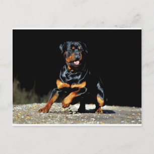 Original Rottweiler Postcard