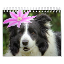 Original Unique Border Collie Dog