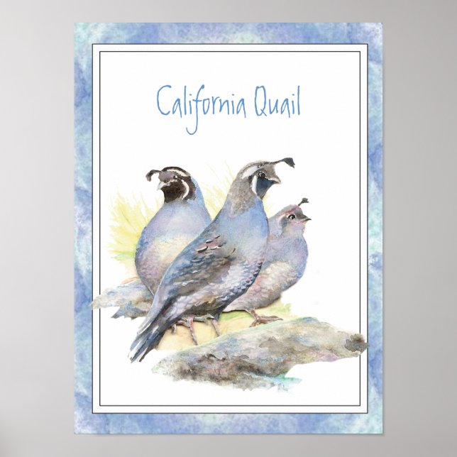 Original Watercolor California Quail Bird Poster (Front)