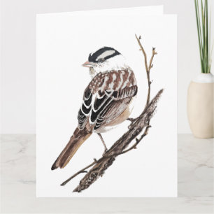 Original Watercolor White Crowned Sparrow Bird Card