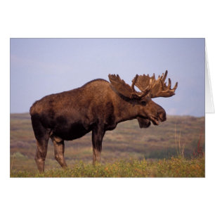 orignal, Alces alces, taureau avec de grands bois