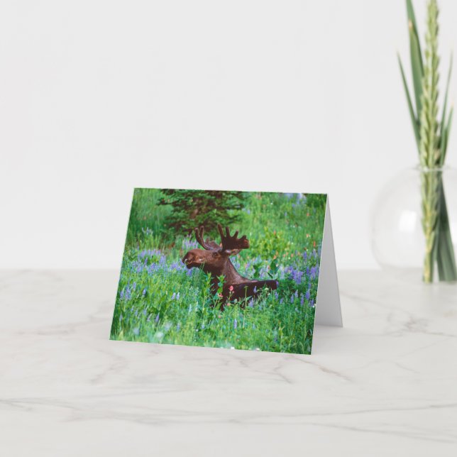 Orignaux de Taureau dans la carte de note de (Devant)