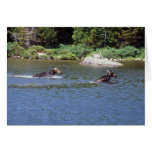 Orignaux de vache chassant de jeunes orignaux part cartes