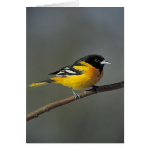 Oriole