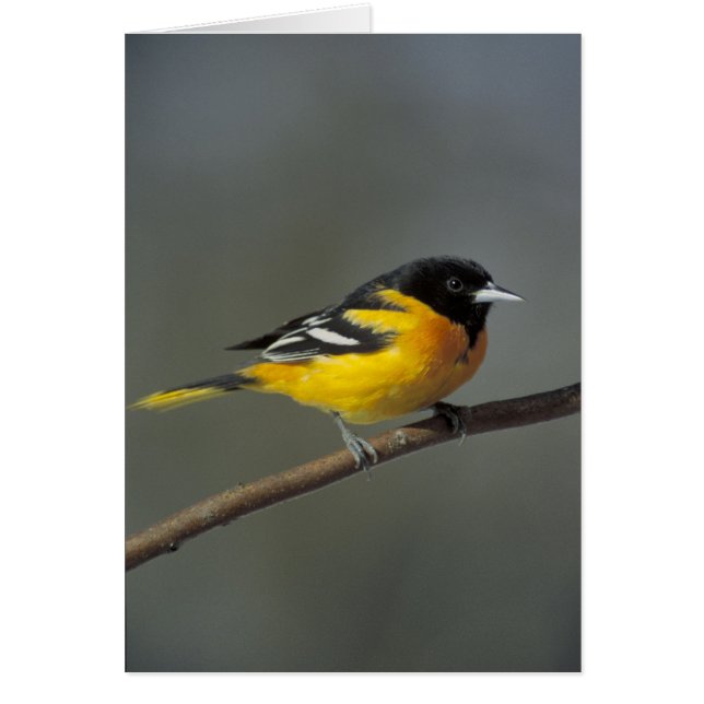 Oriole (Front)