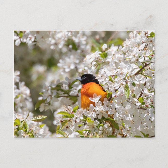 Oriole And Dogwood Postcard (Front)