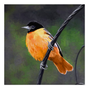 Oriole Painting - Original Bird Art Poster