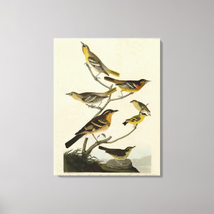 Orioles, Thrushes, from Audubon's Birds of America Canvas Print