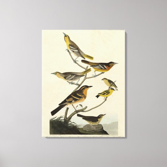 Orioles, Thrushes, from Audubon's Birds of America Canvas Print (Front)