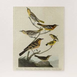 Orioles, Thrushes, from Audubon's Birds of America Jigsaw Puzzle