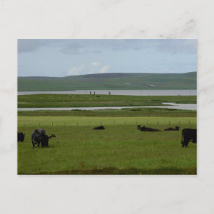 Orkney de pâturage de carte postale