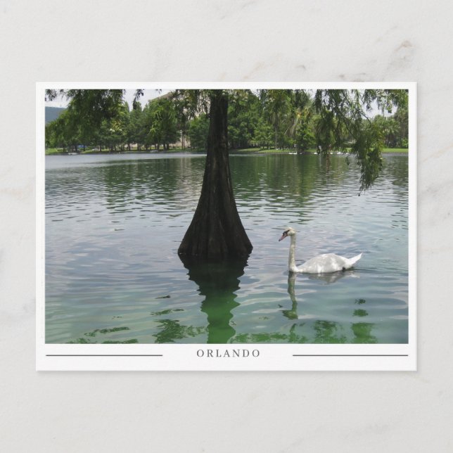 Orlando Swan - Park Lake in Florida Postcard (Front)