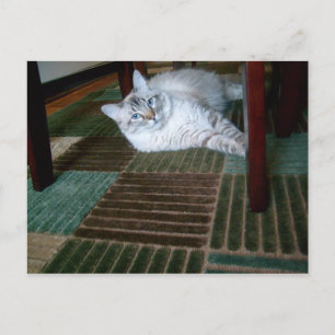 orlando under table postcard