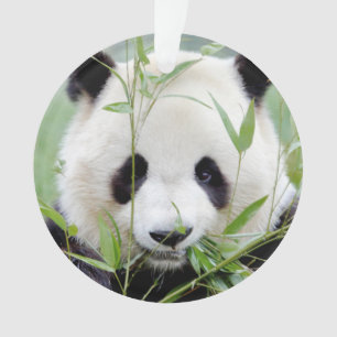 Ornament Photo giant panda , animals 0291.