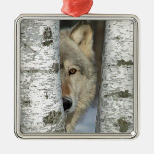 ornament with pic of grey wolf in some birch trees