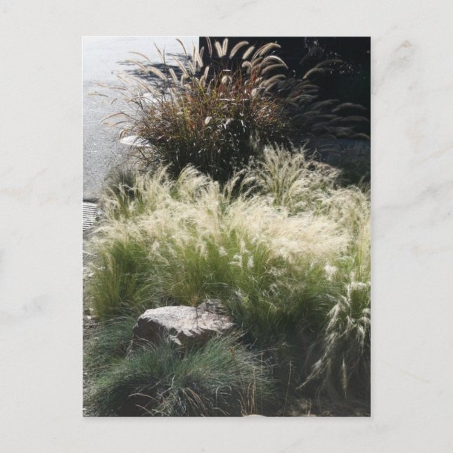 Ornamental Grasses Postcard (Front)