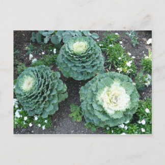 ornamental kale postcard