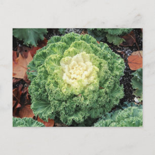 Ornamental Kale Postcard