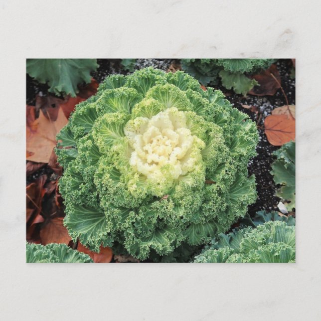 Ornamental Kale Postcard (Front)